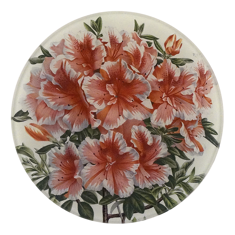 A five inch round glass plate with a variegated azalea floral design.