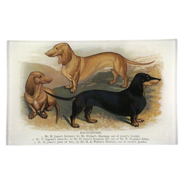3 Dachshunds