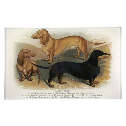 3 Dachshunds