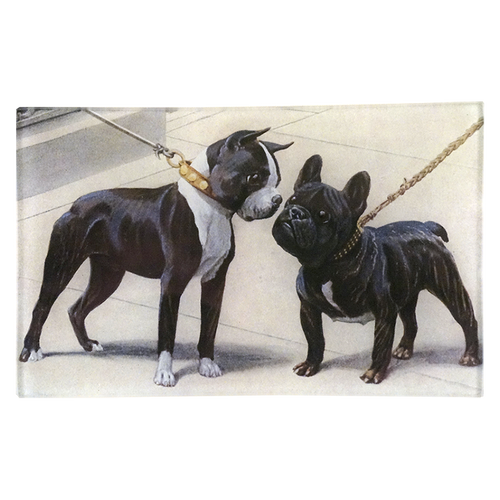 Boston Terrier & French Bulldog