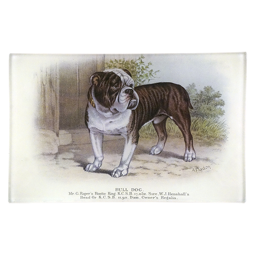 Bull Dog