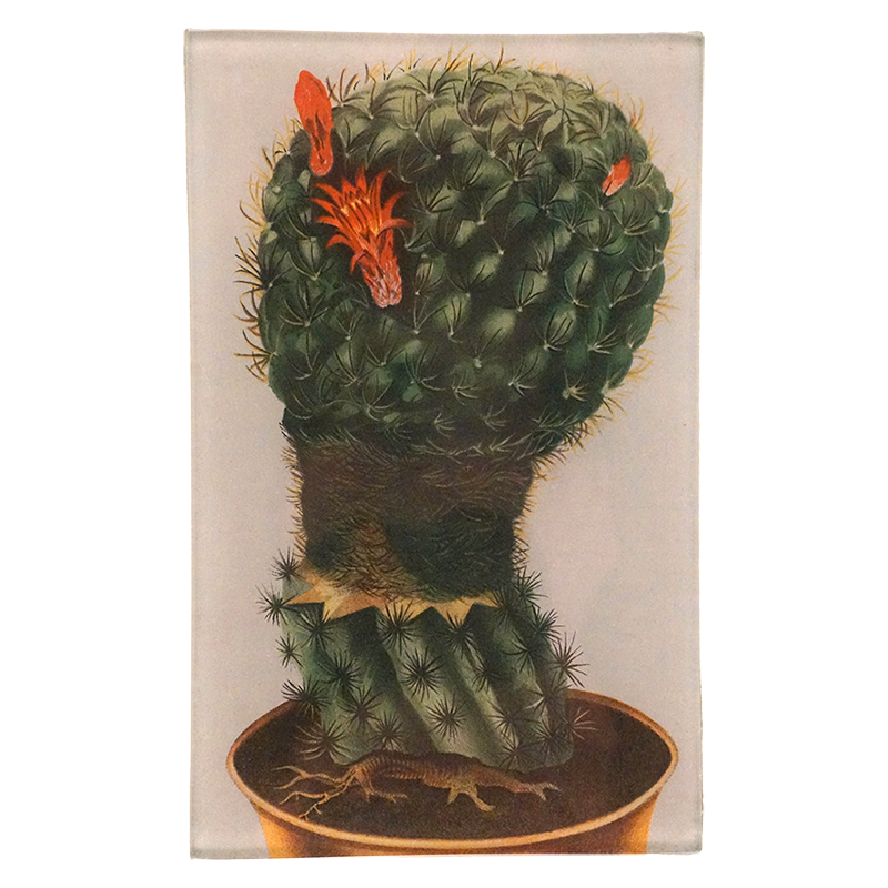 Cactus Flower
