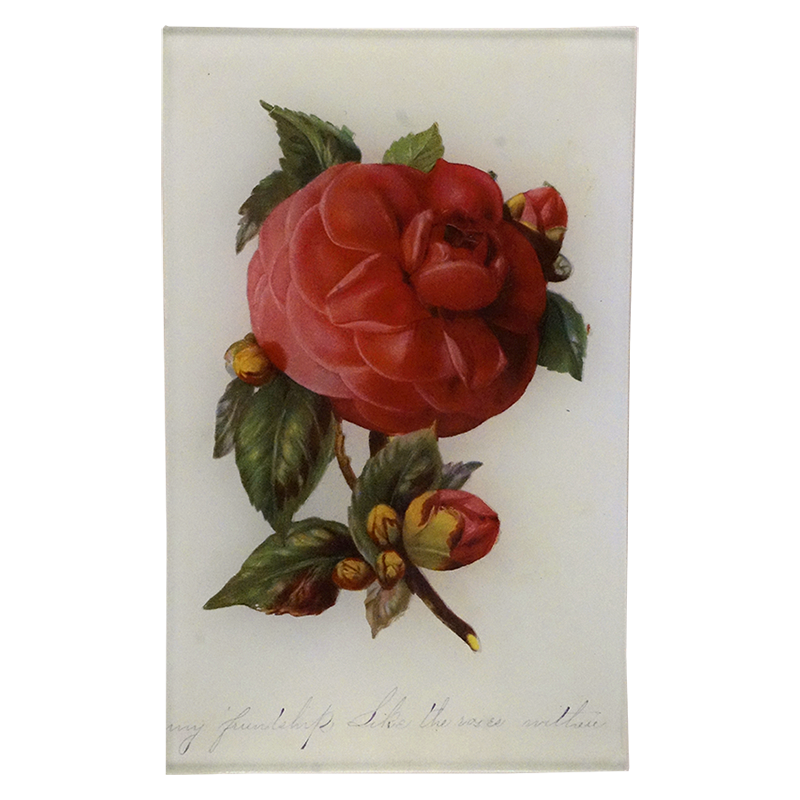 Camellia