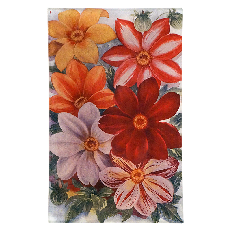 Clematis