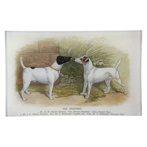 Fox Terriers