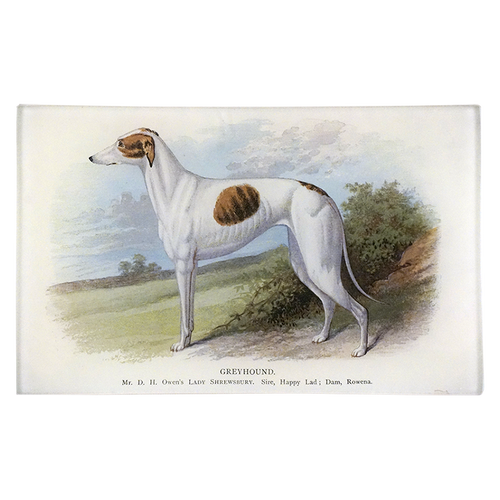 Greyhound