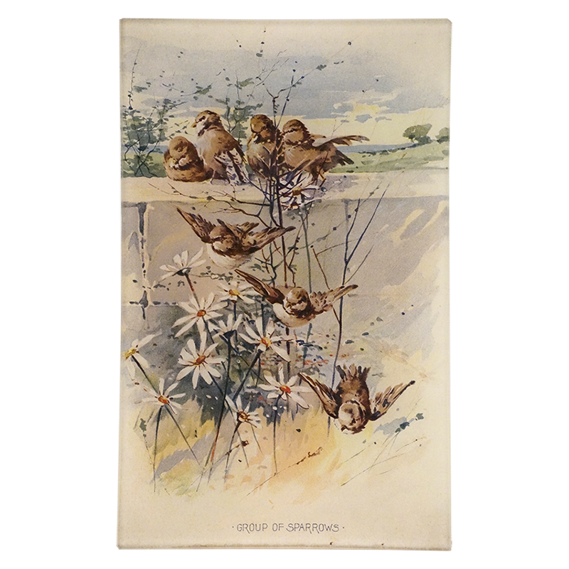Group of Sparrows