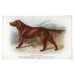 Irish Setter