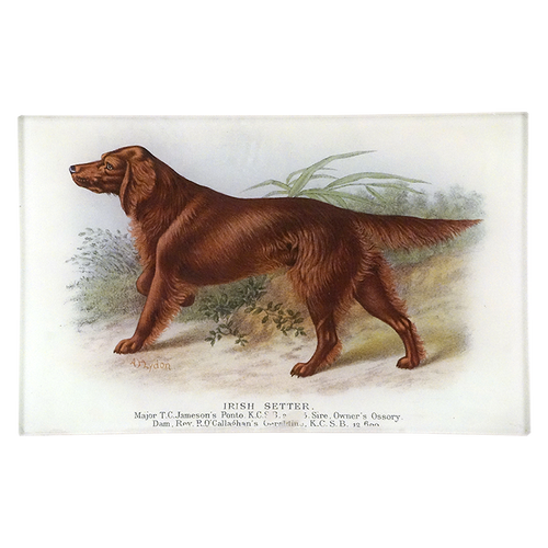 Irish Setter