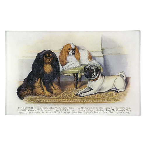 King Charles Spaniel & Pug