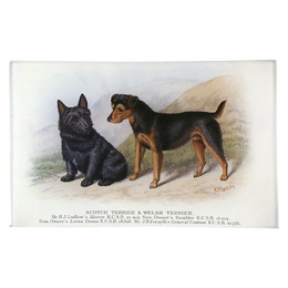 Scotch Terrier & Welsh Terrier