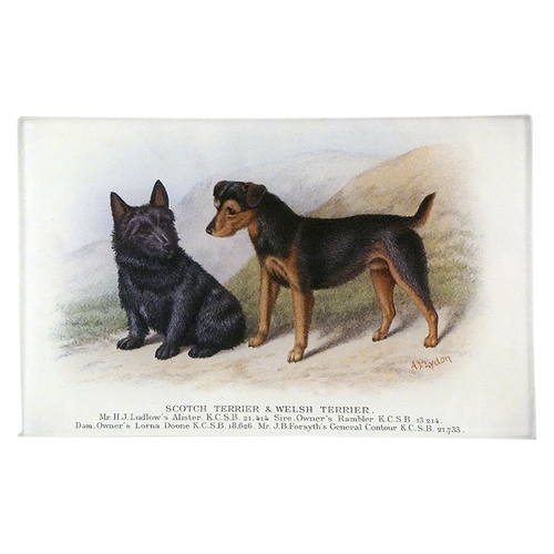 Scotch Terrier & Welsh Terrier