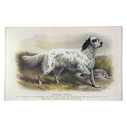 Spotted English Setter