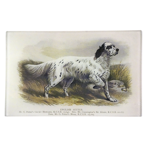 Spotted English Setter