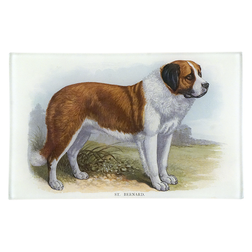 St. Bernard