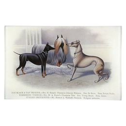 Toy Terriers & Greyhound