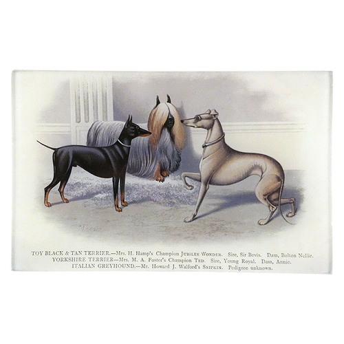 Toy Terriers & Greyhound