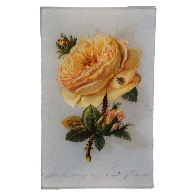 Yellow Rose