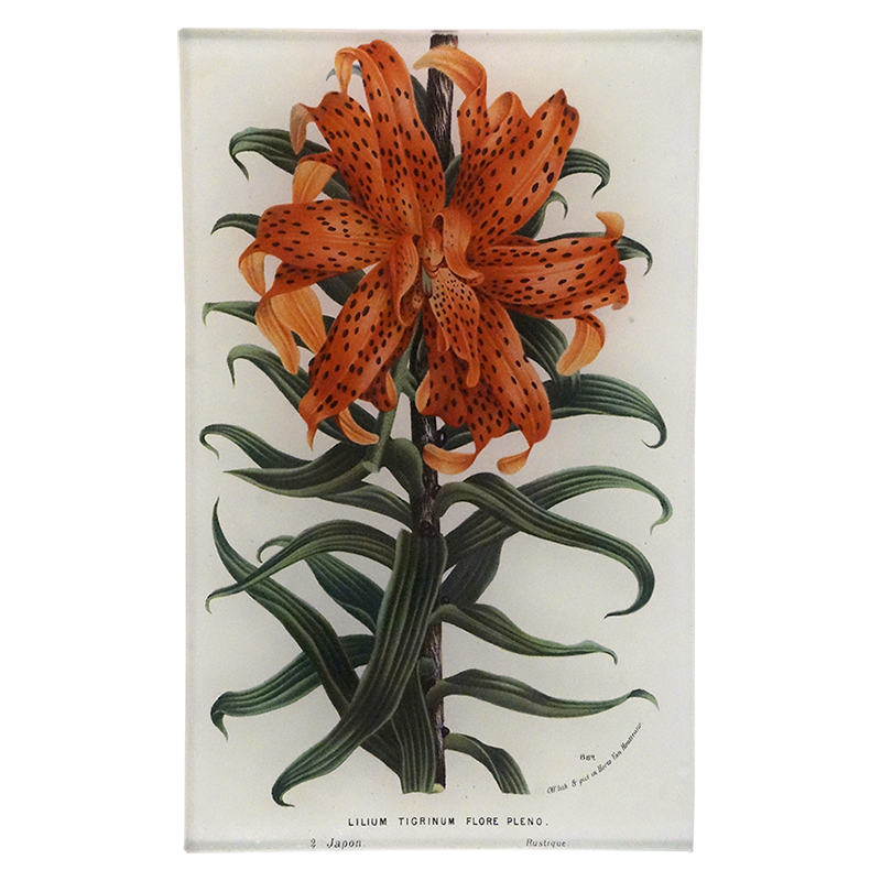 Lilium Tigrinum