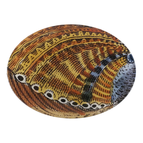 Shell 284