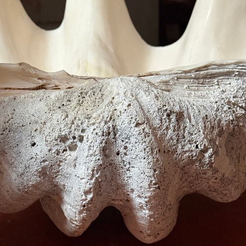 Giant Vintage Clam Shell