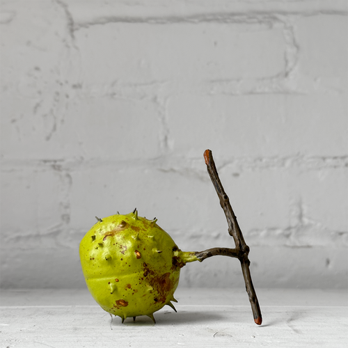 Porcelain Whole Closed Hosechestnut Shell