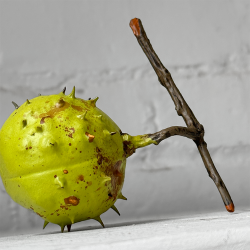 Porcelain Whole Closed Hosechestnut Shell