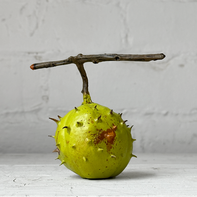 Porcelain Whole Closed Hosechestnut Shell