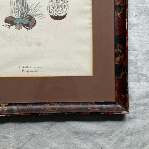 Pair of 19th-century Framed Fungi Illustrations