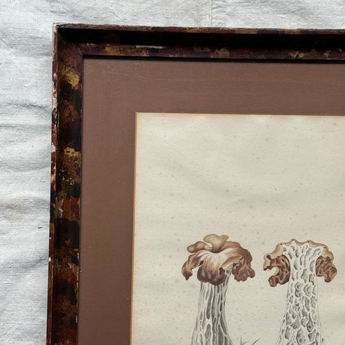 Pair of 19th-century Framed Fungi Illustrations