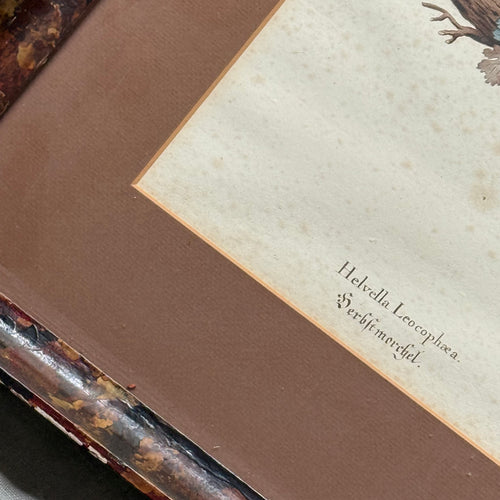 Pair of 19th-century Framed Fungi Illustrations