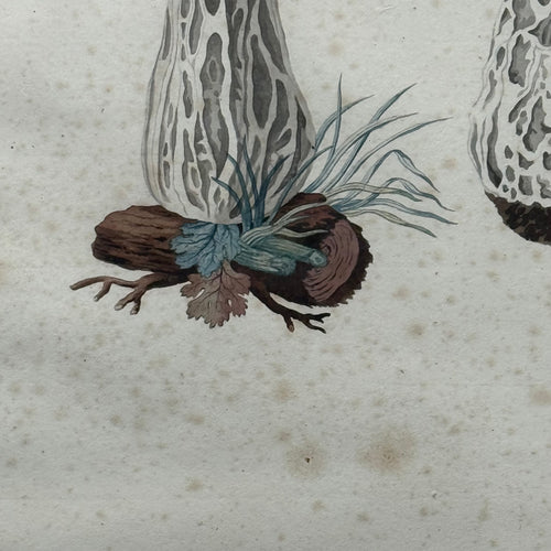Pair of 19th-century Framed Fungi Illustrations