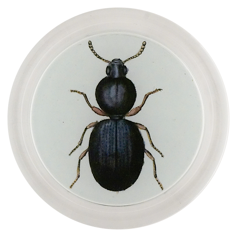 Ant-like Stone Beetle