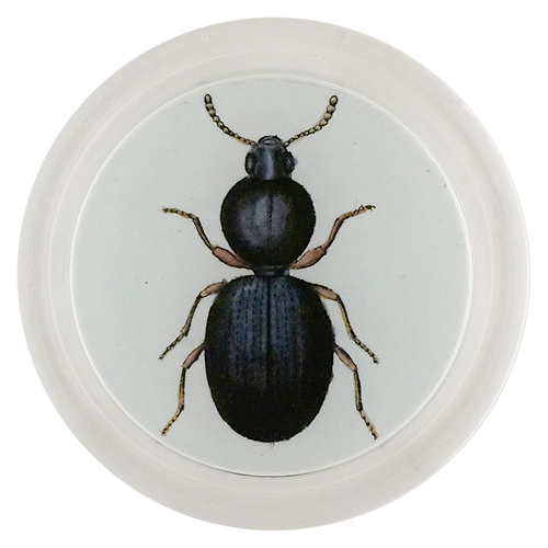 Ant-like Stone Beetle