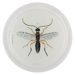 Black Wasp (Bees & Wasps)