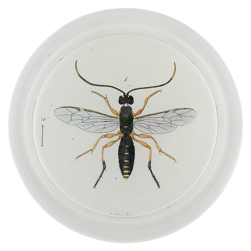 Black Wasp (Bees & Wasps)