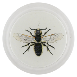 Bombas Bee (Bees & Wasps)