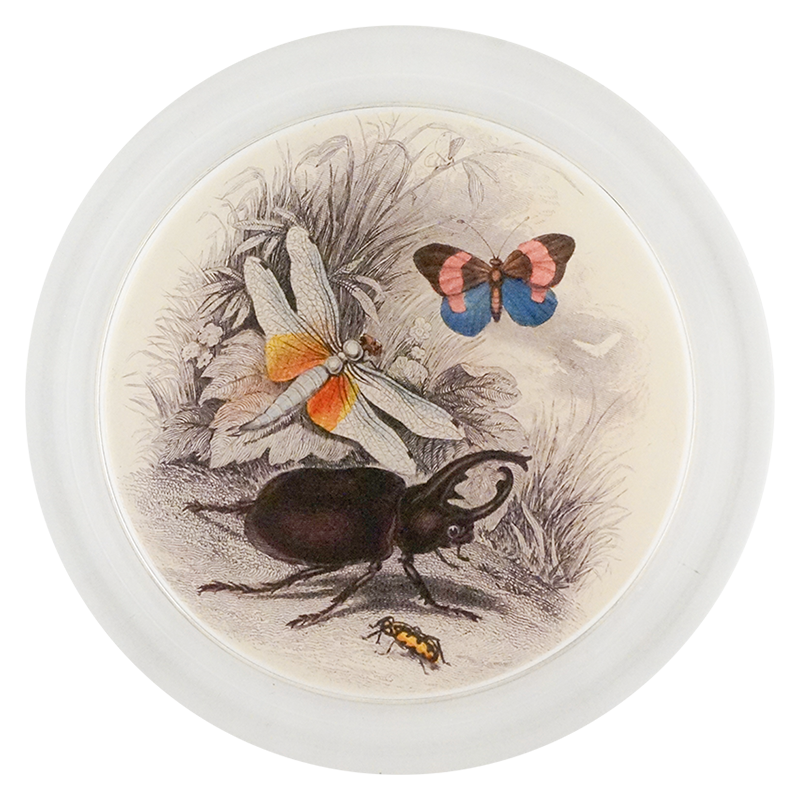 Butterflies with Beetle (Entomology)