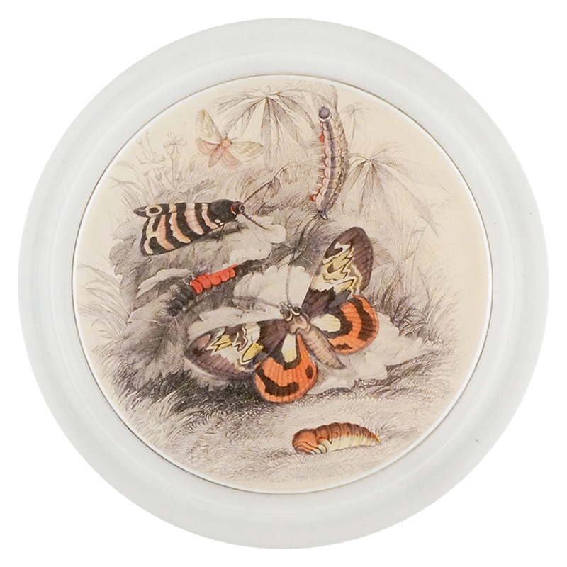 Butterflies with Insects (Entomology)