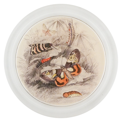 Butterflies with Insects (Entomology)