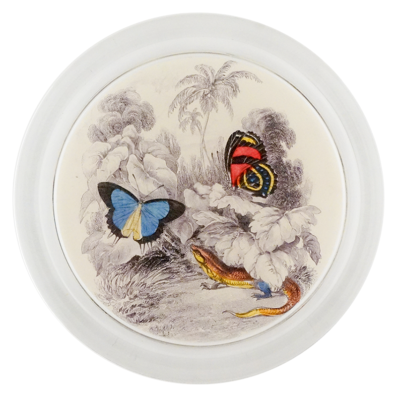 Butterflies with Red Lizard (Entomology)