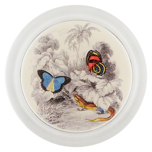 Butterflies with Red Lizard (Entomology)