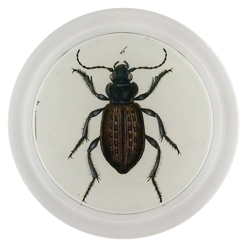 Carabus Borealis Beetle