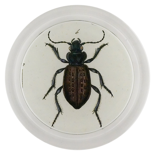 Carabus Borealis Beetle