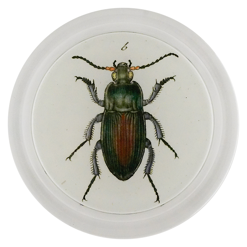 Carabus Cyprens Beetle