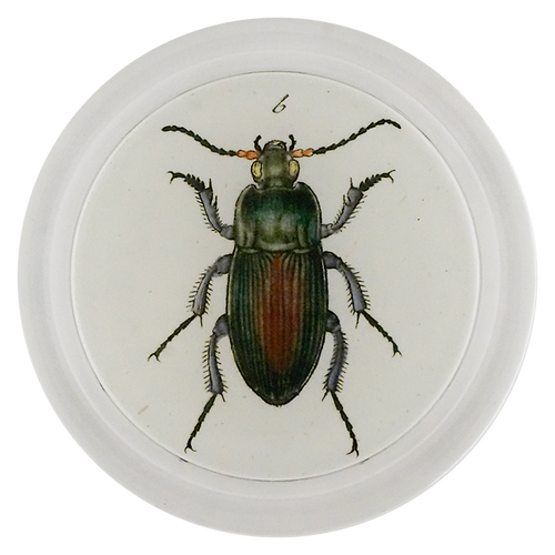 Carabus Cyprens Beetle