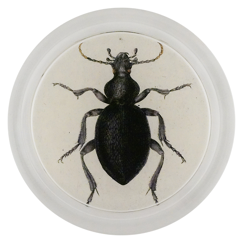 Carabus Feabrofus Ground Beetle