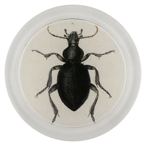 Carabus Feabrofus Ground Beetle