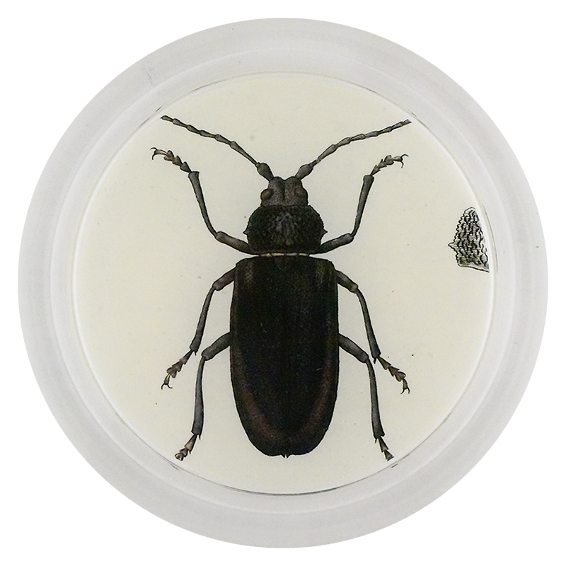 European Longhorn Beetle