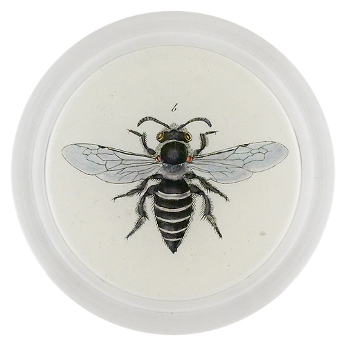 Heather Mining Bee (Bees & Wasps)